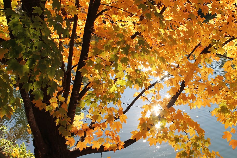 tree, leaves, yellow, plants, nature, autumn, branches, rive HD wallpaper