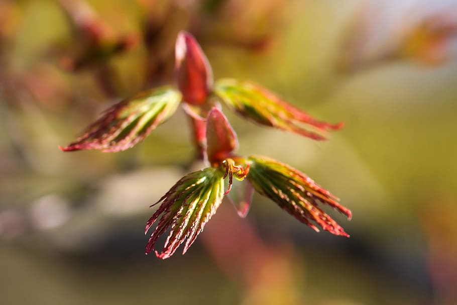 Acer Palmatum, Japan, Maple Leaf, japan maple, spring, nature, HD wallpaper