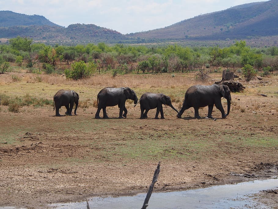 elephant, flock, baby elephant, proboscidea, safari, pachyderm, HD wallpaper
