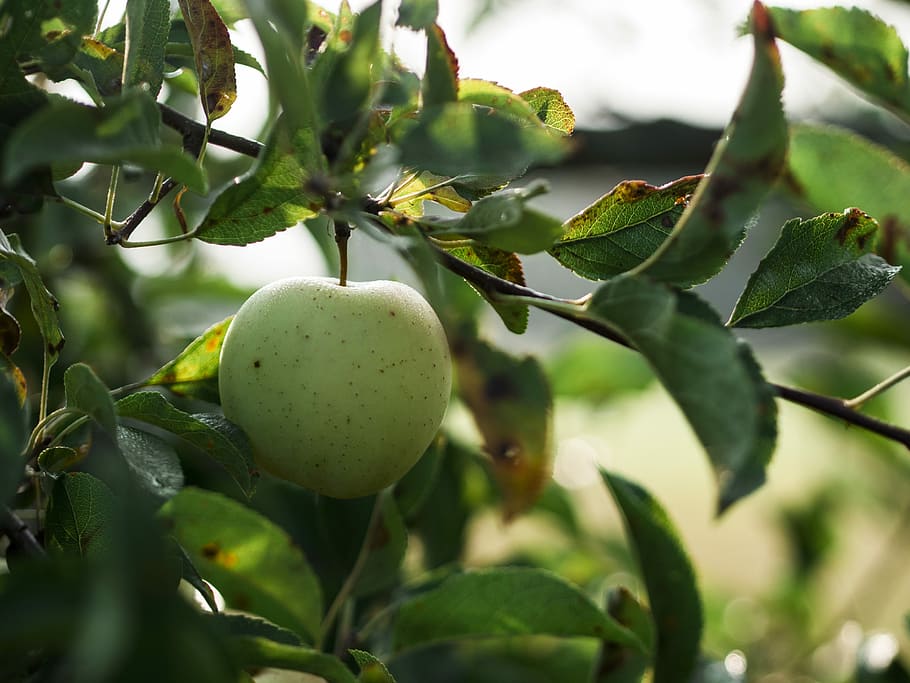 green apple fruit, selective focus photography of green apple HD wallpaper