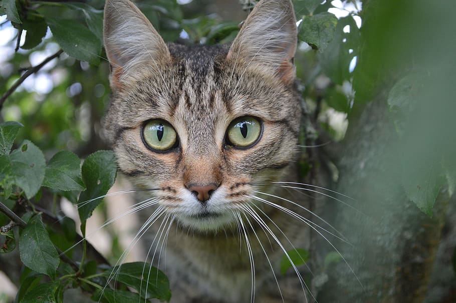 brown, black and gray short-coated cat, animal, tree, domestic cat HD wallpaper
