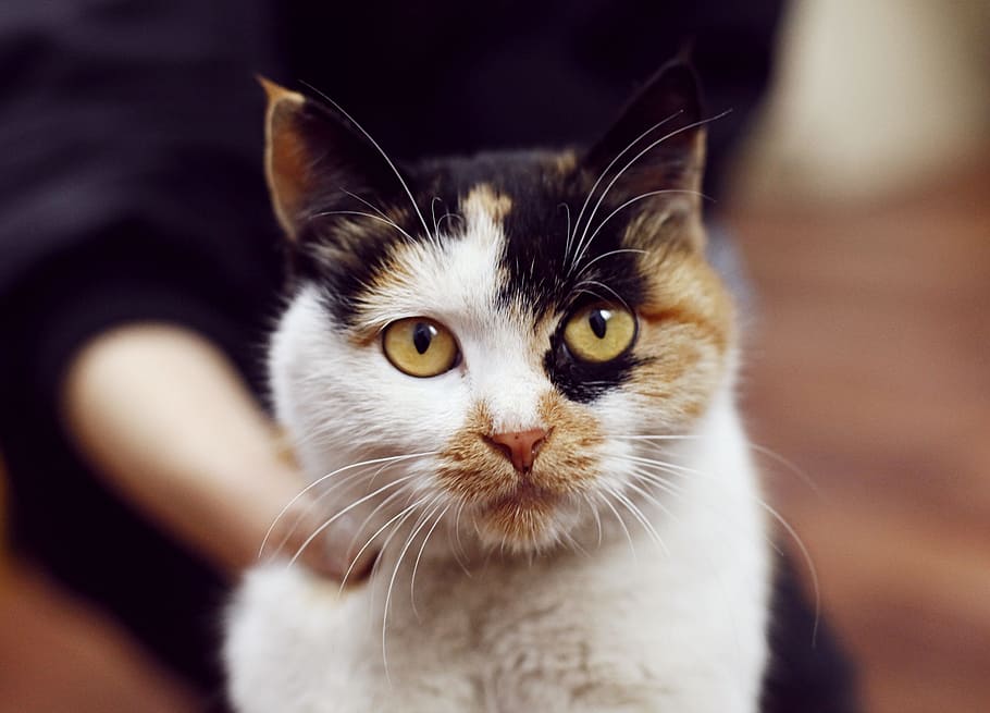 cat, pets, animal, domestic, domestic cat, mammal, one animal HD wallpaper