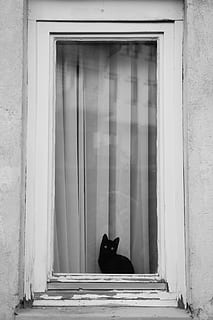 cat sitting in front of window, black, animal, street, building HD wallpaper