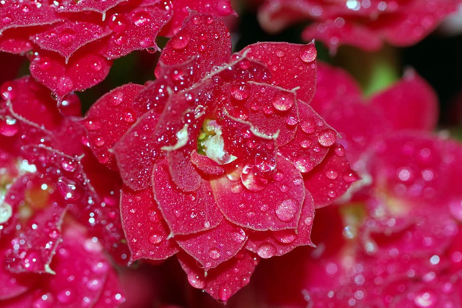 Drops, Flower, Raspberry, rosa, red, water, shine, macro, closeup HD wallpaper