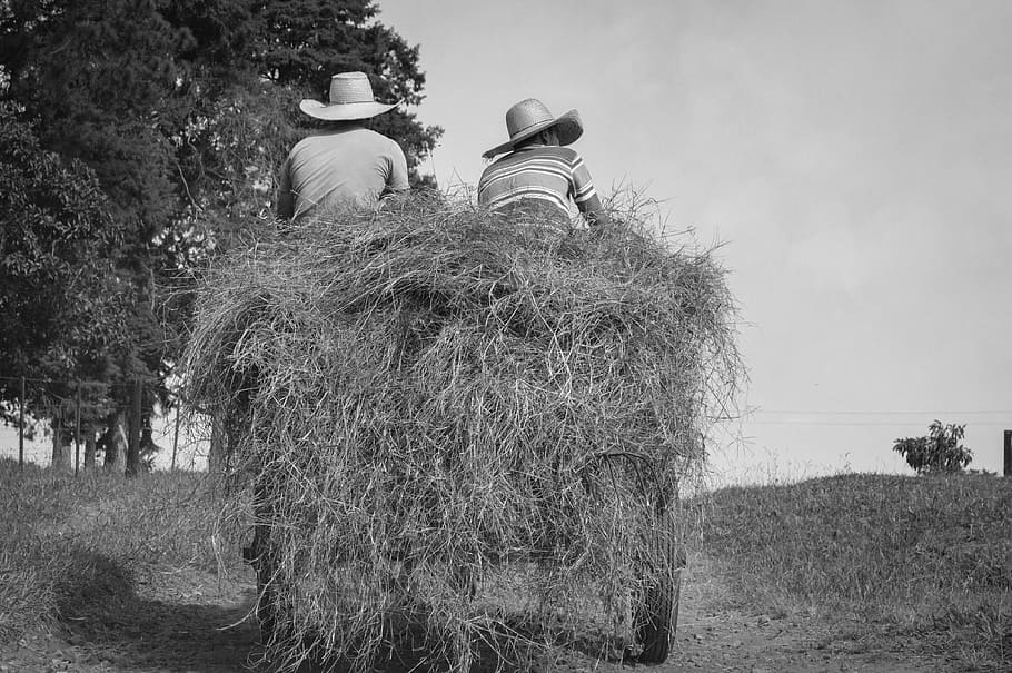 Farm, Buggy, Wagon, Farmer, Cattle, horse, mare, place, chacara HD wallpaper