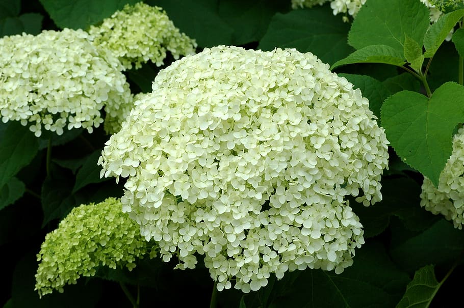 hydrangea, flower, garden, nature, hydrangeas, plant, a garden plant HD wallpaper