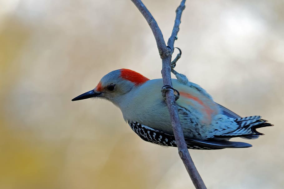 Northern flicker woodpecker perched on branch of tree, red-bellied wood pecker, HD wallpaper