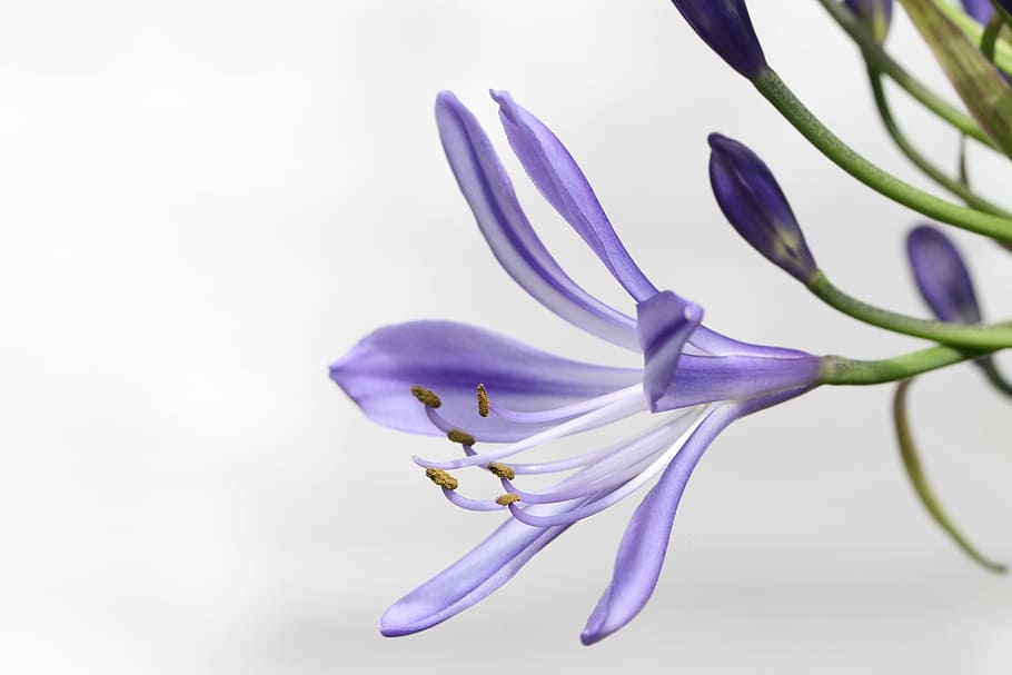 purple and white petaled flower, agapanthus, agapanthus africanus, HD wallpaper