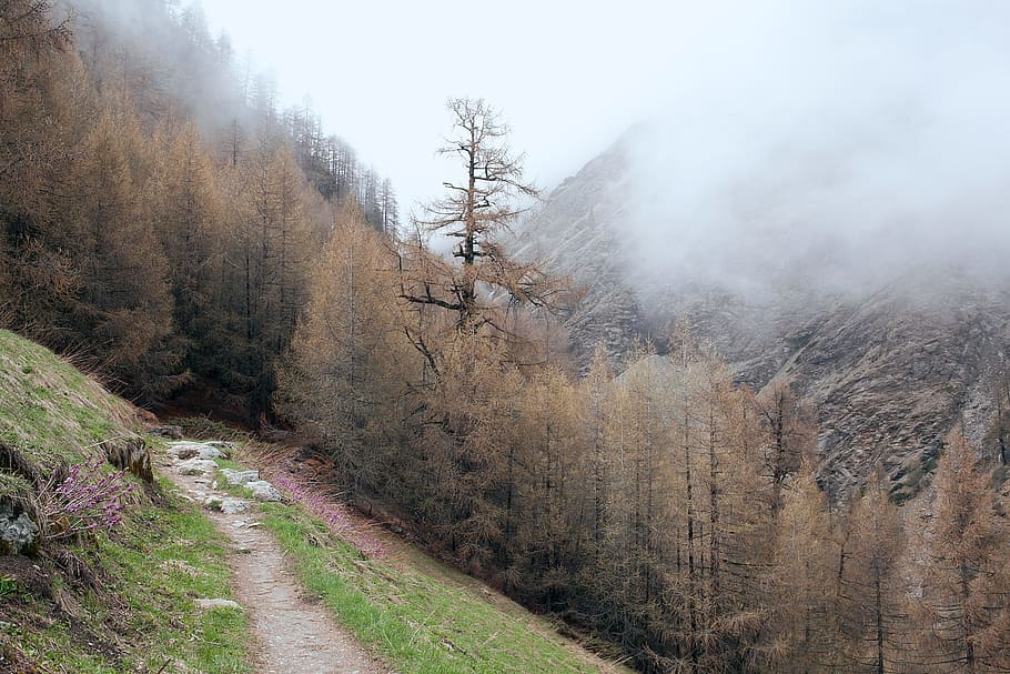 brown leafed tree near mountain, brown trees on mountain, rocky mountain HD wallpaper