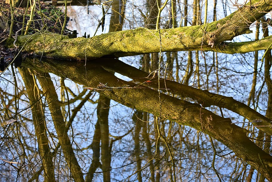 tree, trunk, creek, reflections, across, banks, tree spanning the creek HD wallpaper