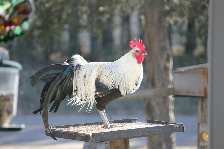 Rooster, Bird Feeder, Cockerel, Feather, chicken, chicken - bird HD wallpaper