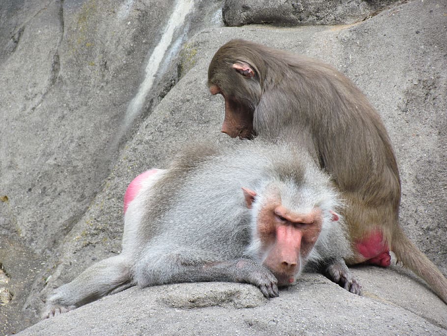 monkey, animal, nature, group of animals, primate, animals in the wild HD wallpaper