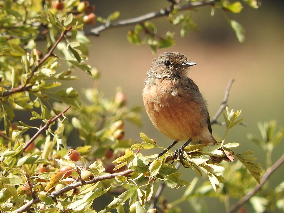 birds, robin, nature, animal themes, one animal, animal wildlife HD wallpaper