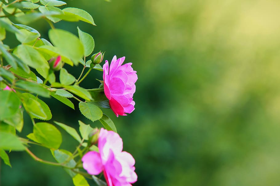 selective focus photo of pink petaled flowers, nature, leaf HD wallpaper