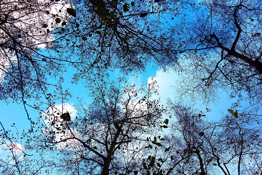tree, tree top, branch, bare branch, tangle, bare trees, deciduous HD wallpaper
