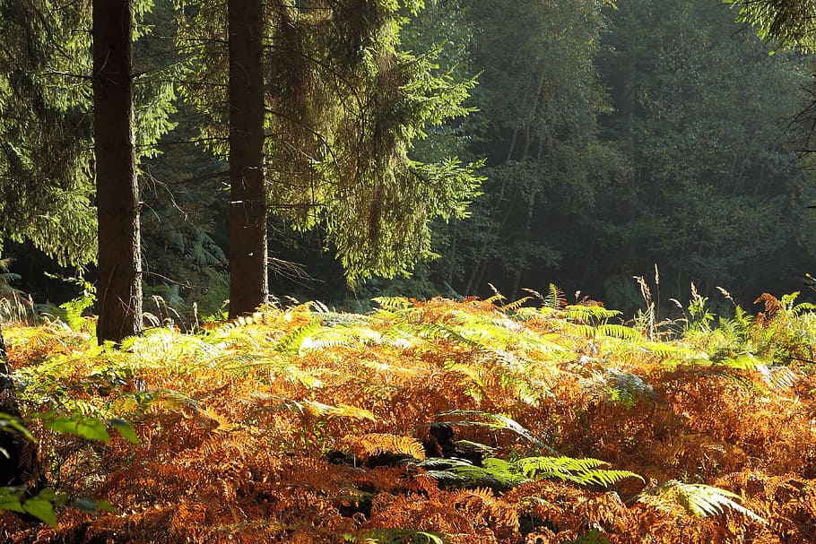 Forest, Autumn, Trees, autumn forest, landscape, nature, morning light HD wallpaper