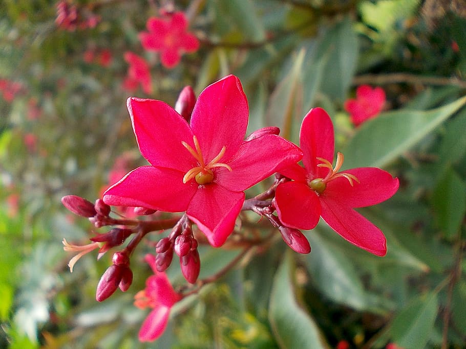 Jatropha, Flower, Exotic, red, sri, lanka, sri lanka, peradeniya HD wallpaper