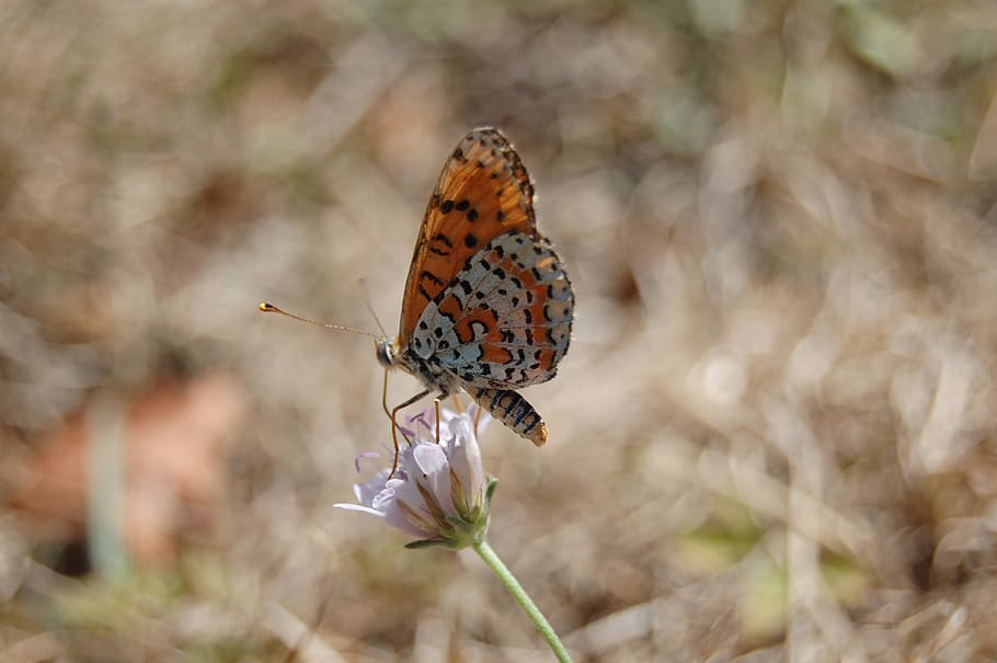 butterfly, nature, insect, animal wildlife, animals in the wild HD wallpaper