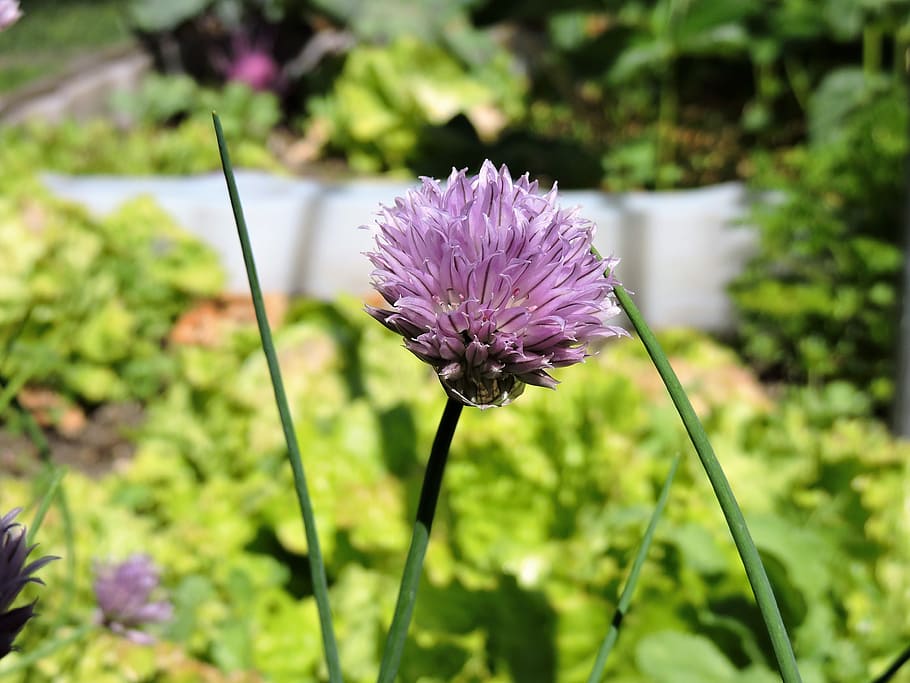chives, blossom, bloom, violet, garden, chive flowers, spice, HD wallpaper