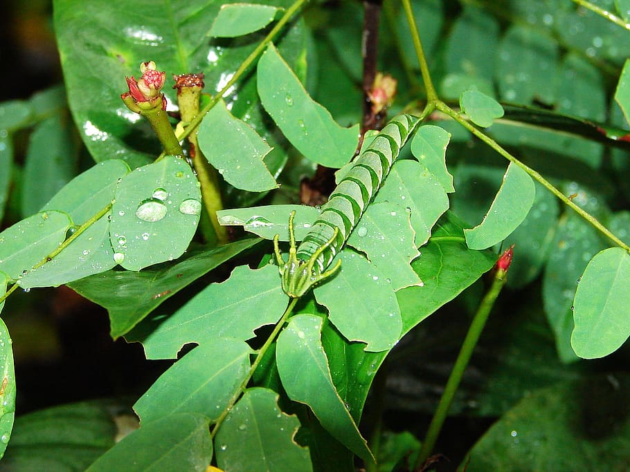 leaf, nature, flora, insect, outdoors, plant part, green color HD wallpaper