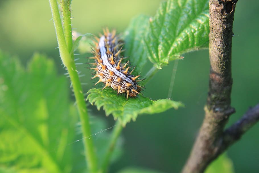 blade, caterpillar, grass, small, insects, nature, plant, close-up HD wallpaper