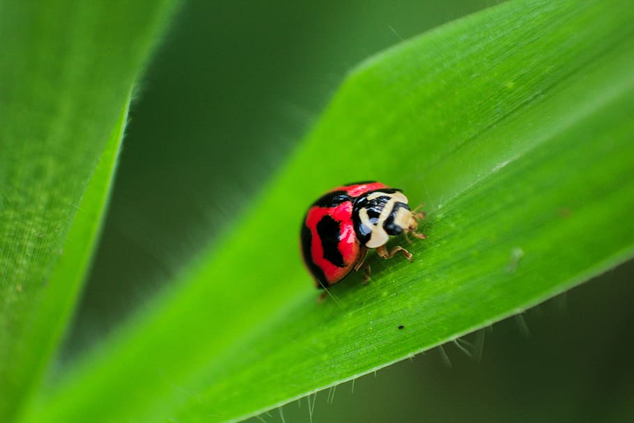 beetle, bug, insect, outdoor, green, leaf, nature, blur, animal wildlife HD wallpaper