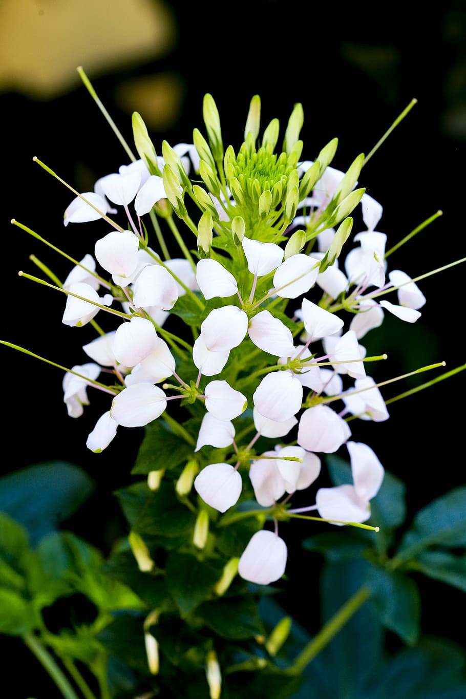 flower, nice, background, flowering plant, vulnerability, freshness HD wallpaper