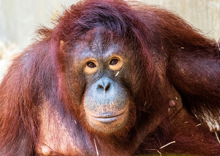monkey, primate, oranguta, animal, animal world, mammal, zoo HD wallpaper