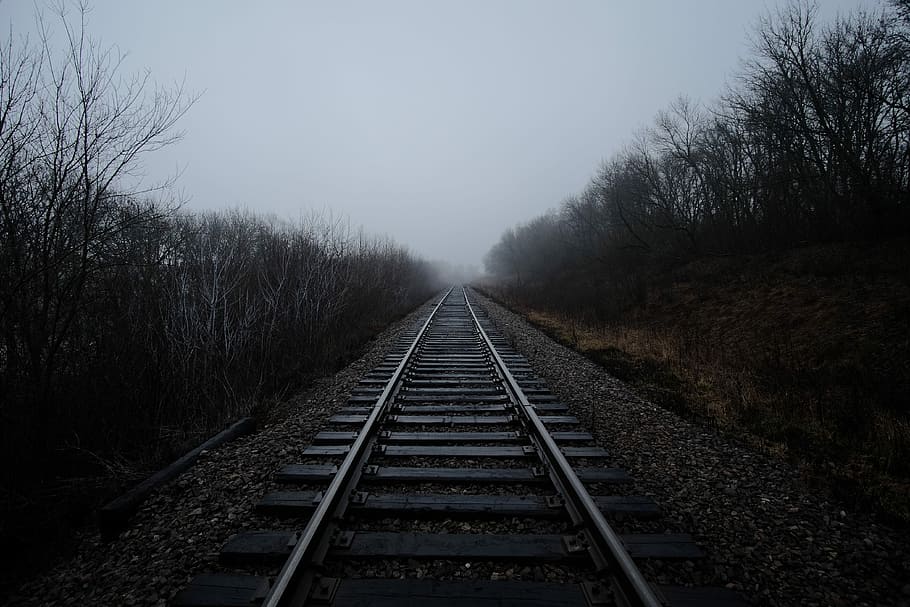 gray trail rails in between trees, railway, railroad, tracks HD wallpaper