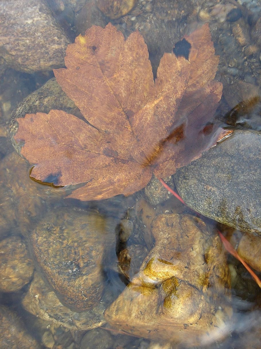river, water, sheet, wet, nature, plant part, leaf, solid, rock HD wallpaper