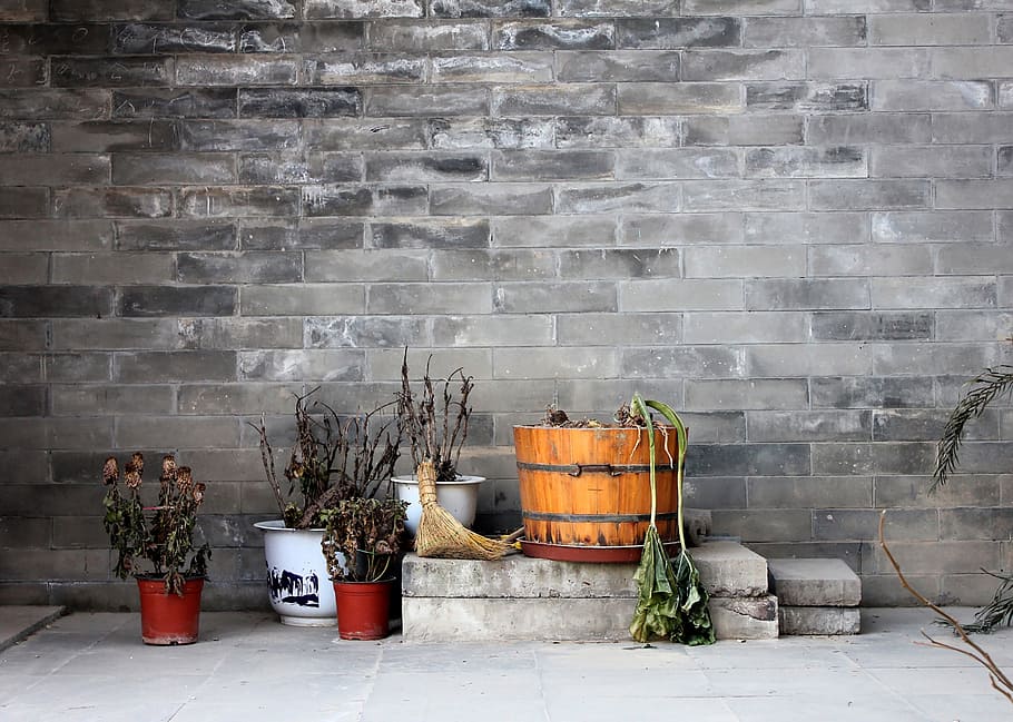 wall, plant, quaint, gray, corner, wither, wall - building feature HD wallpaper