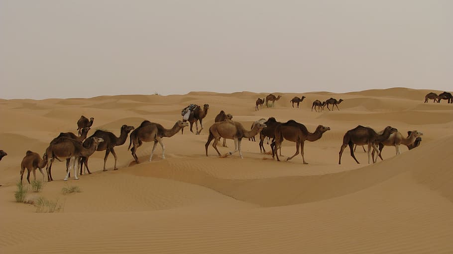 group of camel walking through sand dunes, camels, desert, tunisia