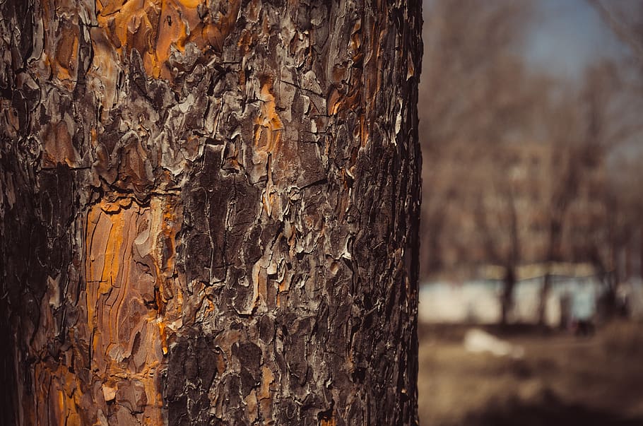 tree, nature, trees, bark, bark of a tree, sky, grass, bugs HD wallpaper