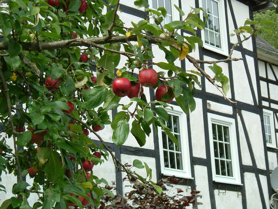 Apple, Fachwerkhaus, Tree, Sauerland, village, fruit, food and drink
