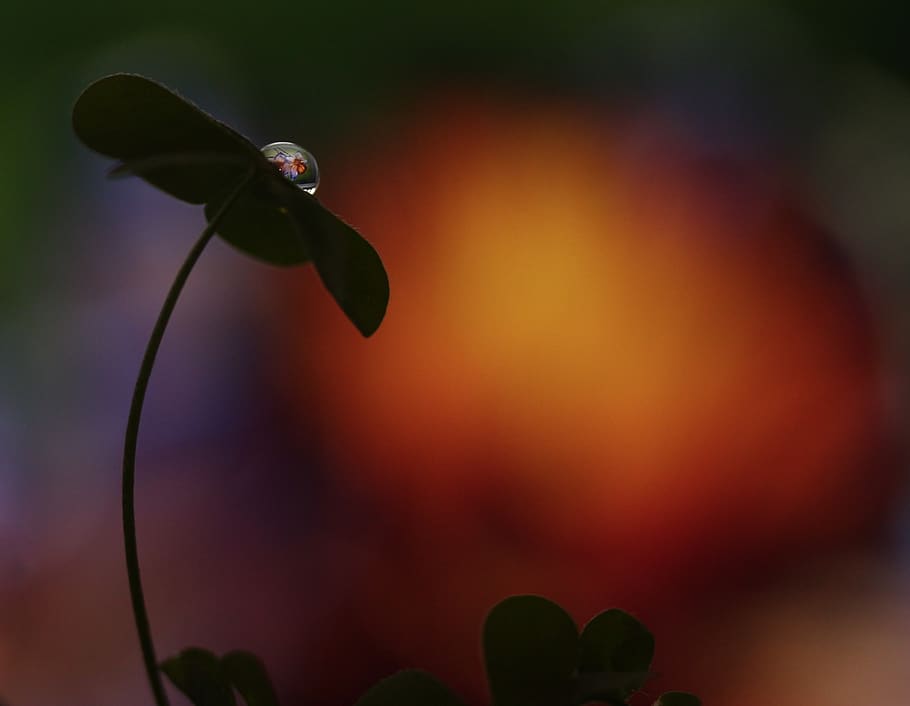 drop, macro, clover, reflection, close-up, plant, focus on foreground HD wallpaper