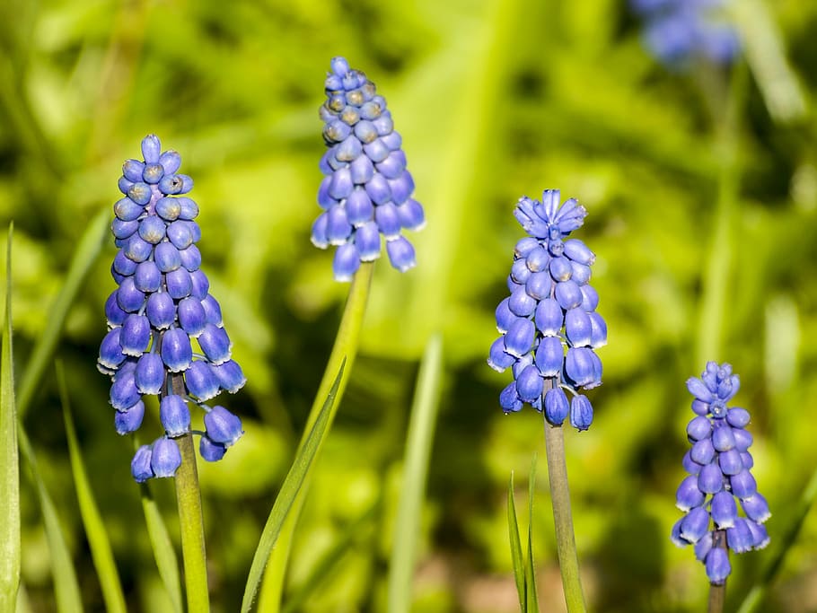 hyacinth, flower, blossom, bloom, plant, nature, flowering plant HD wallpaper