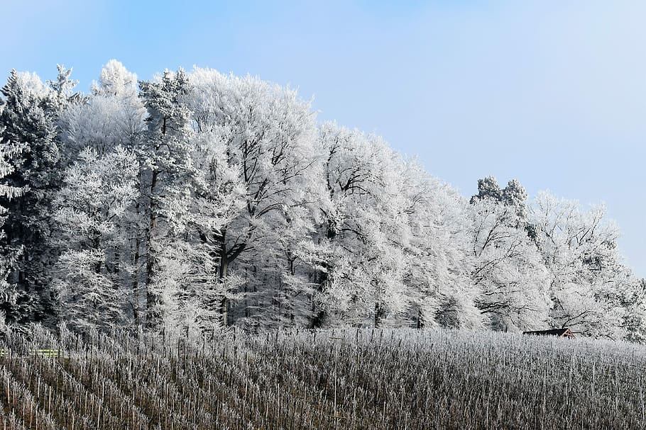 Snow, Forest, Landscape, Winter, snow landscape, white, trees HD wallpaper