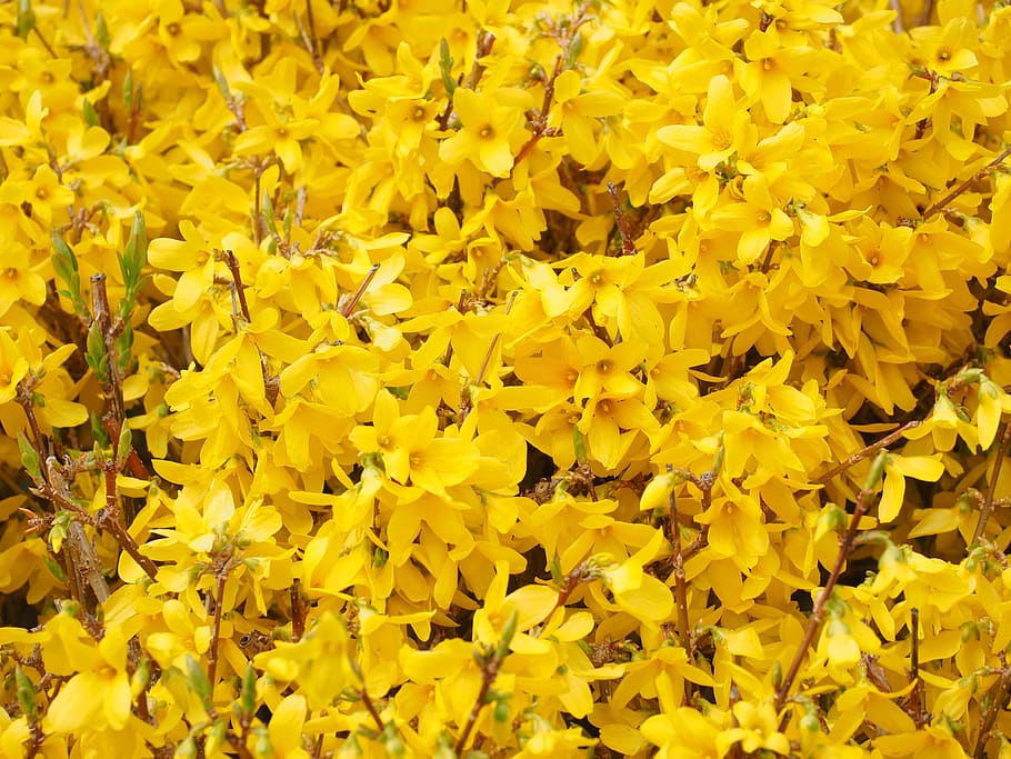 Forsythia 1080P, 2K, 4K, 5K HD wallpapers free download | Wallpaper Flare