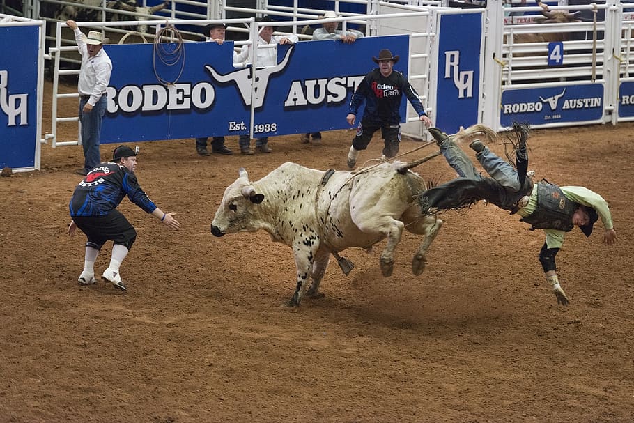 man standing beside white cow, cowboys, bull rider, rodeo, bucking, HD wallpaper