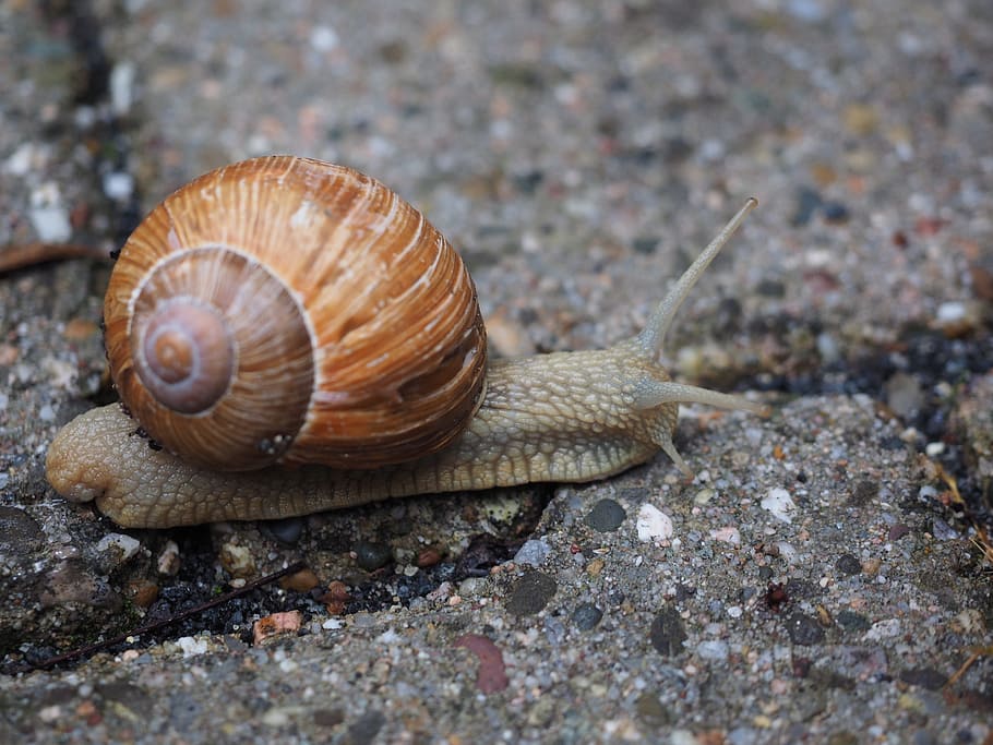 Snail, Shell, Mollusk, Reptile, helix pomatia, housing supporting country snail HD wallpaper