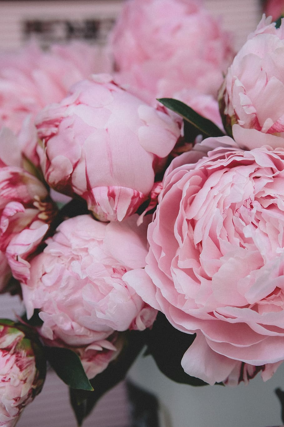 selective focus photography of pink petaled flower, selective focus photography of pink petaled flowers HD wallpaper