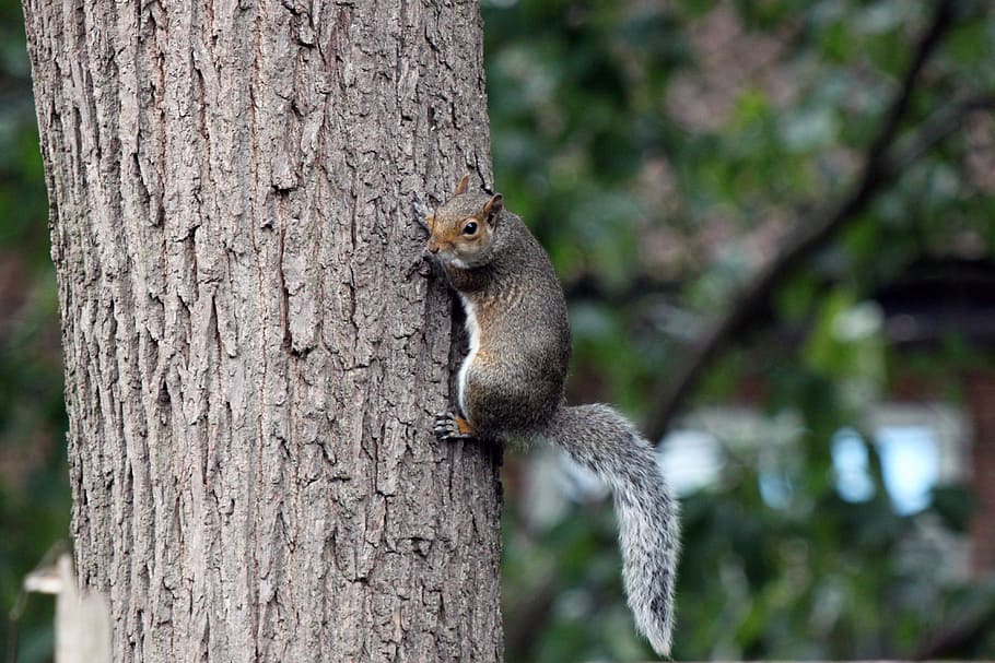 squirrel, tree, bark, animal, nature, wildlife, forest, mammal HD wallpaper
