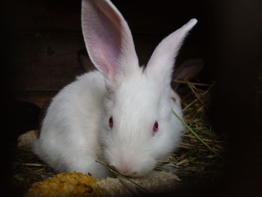 Rabbits, Animal, Easter, Ear, long-eared, bunny, crunch, white HD wallpaper