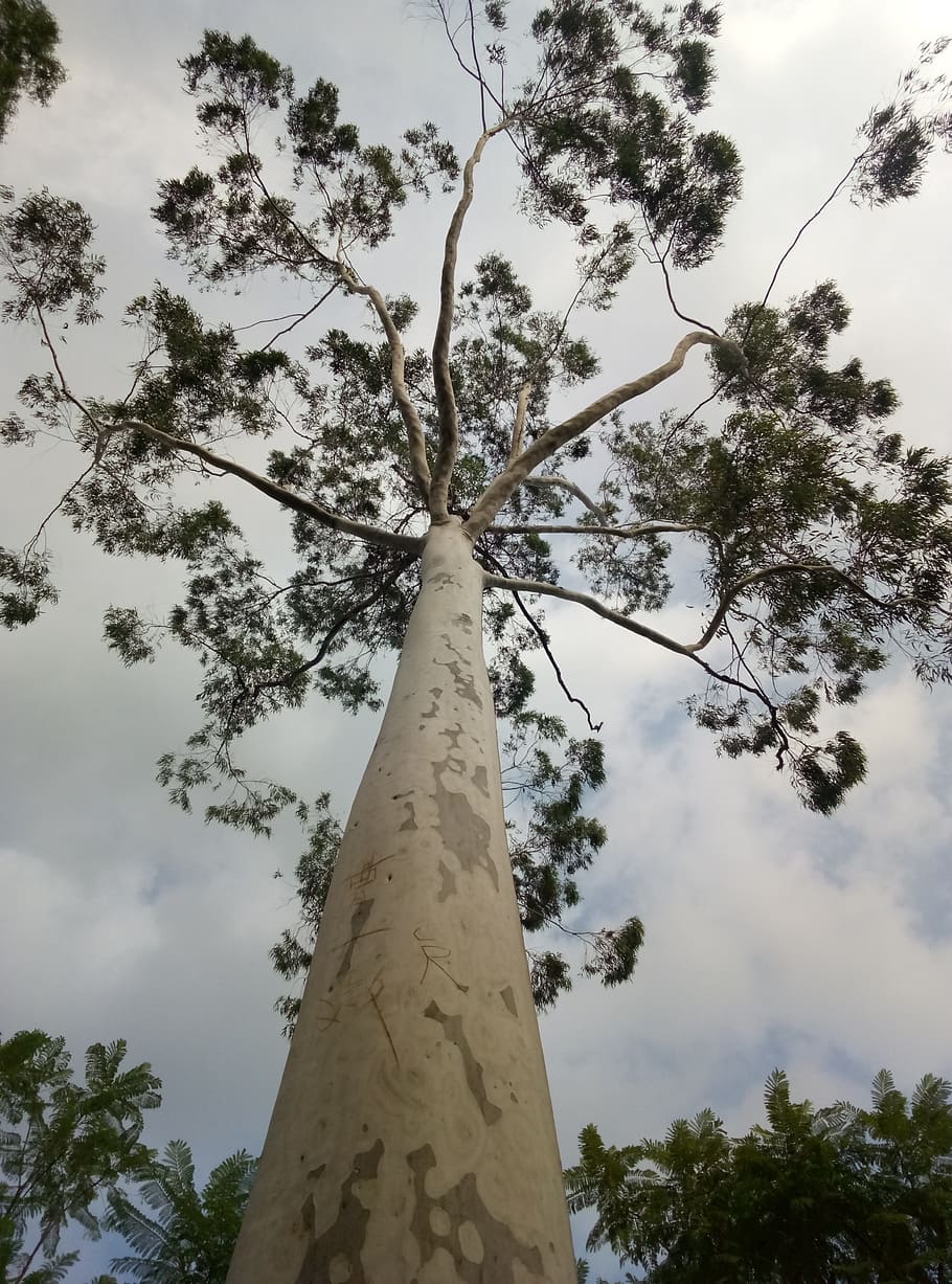 plant, tree, bottom shot, sky, low angle view, tree trunk, cloud - sky HD wallpaper