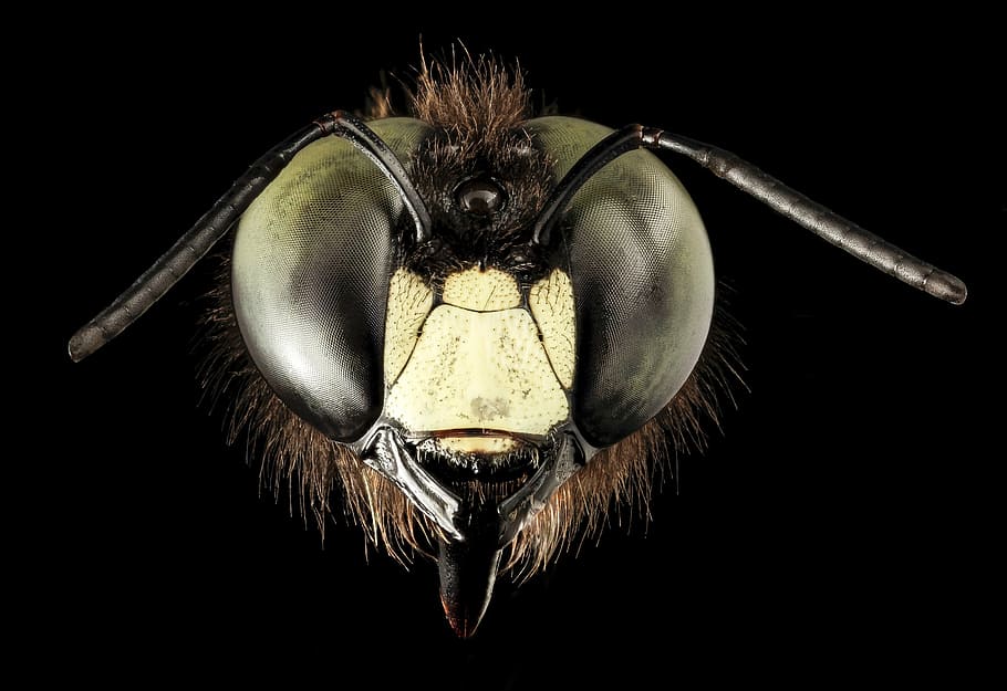 closeup photo of insect, eastern carpenter bee, eyes, macro HD wallpaper