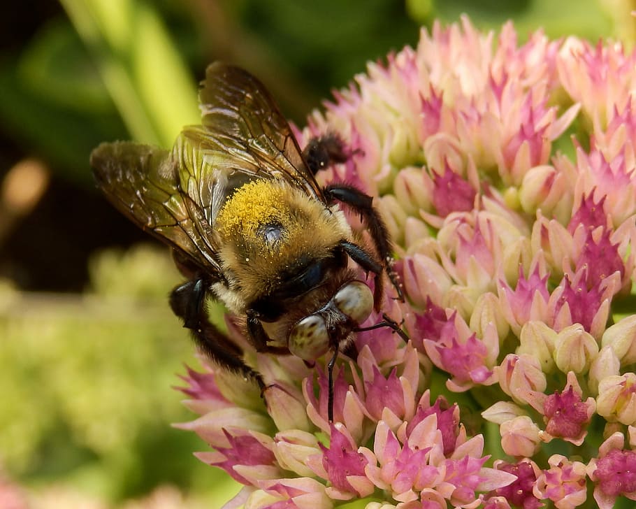 bee, insect, nature, honey, pollination, stonecrop, flower HD wallpaper