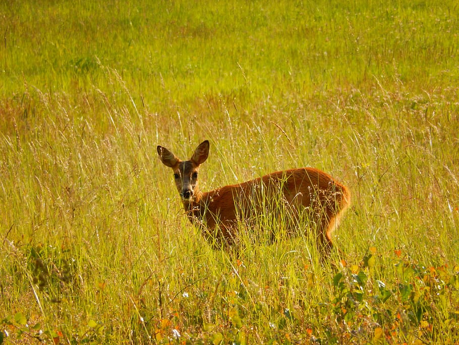 roe deer, grass, scheu, graze, nature, mammal, meadow, wild HD wallpaper