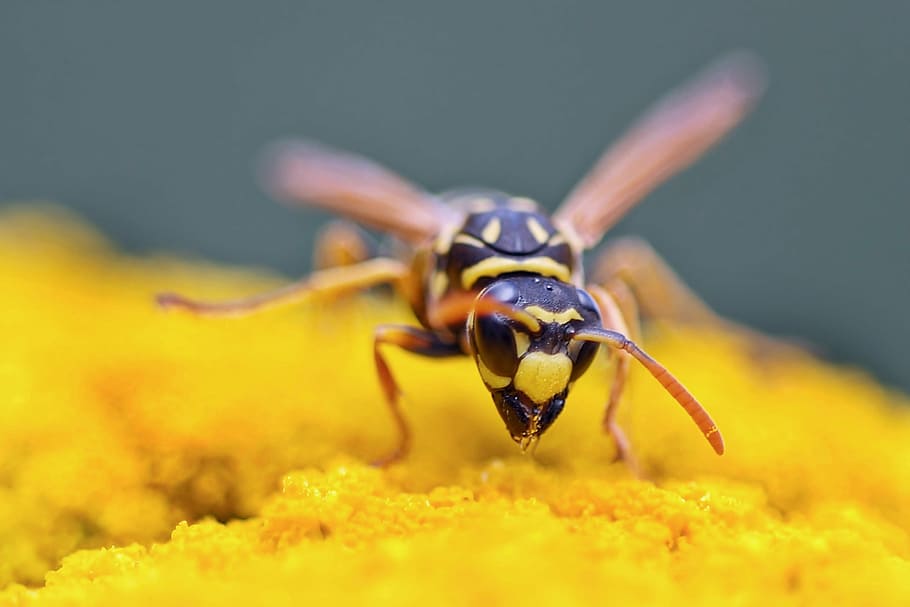 insect, plant, nature, bee, close-up, macro, yellow, animal HD wallpaper