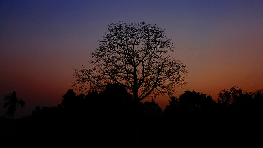 nature, sunset, trees, landscape, outdoor, evening, horizon HD wallpaper