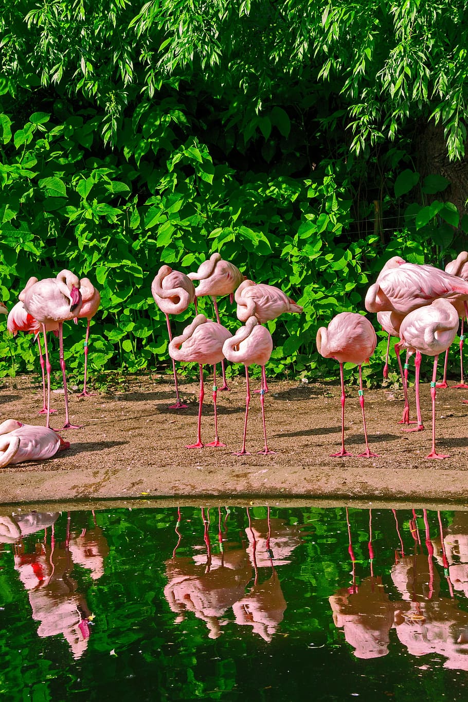flamingo, beak, pink, bird, water, river, animal themes, vertebrate HD wallpaper